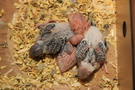 121226 --- Gruppbild av R9, R10, R11 och R12